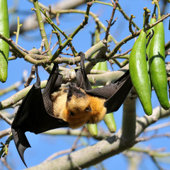 Pteropus seychellensis comorensis