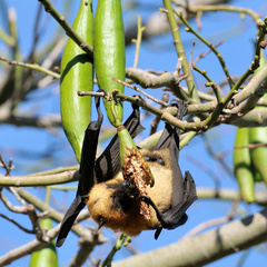 Pteropus seychellensis comorensis