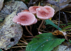 Mycena rosella