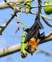 Pteropus seychellensis comorensis