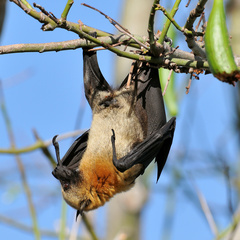 Pteropus seychellensis comorensis