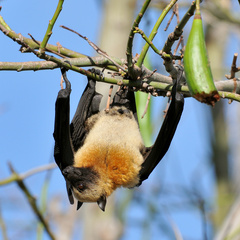 Pteropus seychellensis comorensis