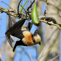 Pteropus seychellensis comorensis
