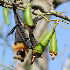 Pteropus seychellensis comorensis