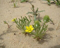 Ceratocephala falcata