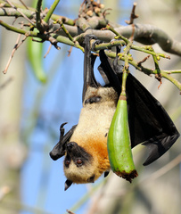 Pteropus seychellensis comorensis