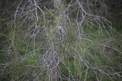 Casuarina glauca
