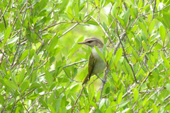 Vireo altiloquus