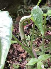 Arisaema ringens