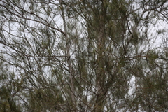 Casuarina glauca
