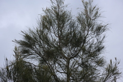 Casuarina glauca