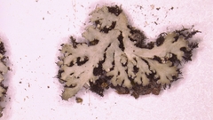 Heterodermia obscurata