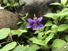 Viola inconspicua nagasakiensis