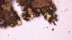 Heterodermia obscurata