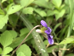 Viola inconspicua nagasakiensis