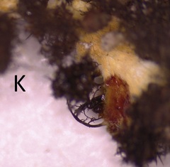 Heterodermia obscurata