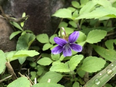 Viola inconspicua nagasakiensis