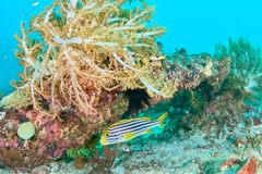Plectorhinchus vittatus