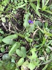 Viola inconspicua nagasakiensis