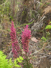 Erica mauritanica