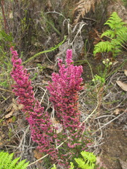 Erica mauritanica