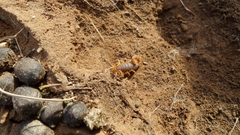 Parabuthus planicauda