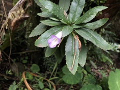 Lysionotus pauciflorus