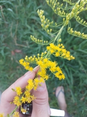 Solidago chilensis