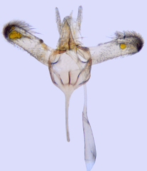 Bucculatrix staintonella