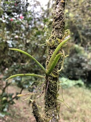 Thrixspermum formosanum