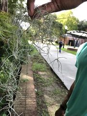 Tillandsia usneoides