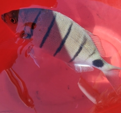 Diplodus lineatus