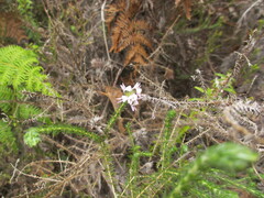 Aspalathus cephalotes