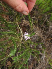Aspalathus cephalotes