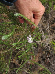 Aspalathus cephalotes