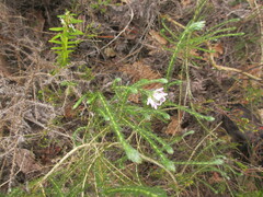 Aspalathus cephalotes