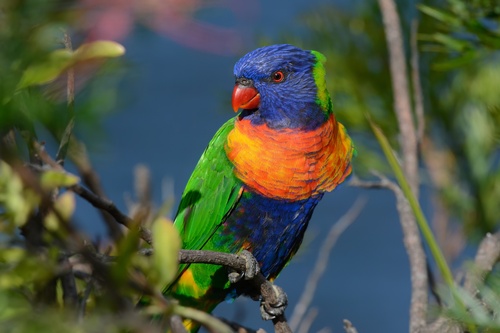 rainbow lorikeet (Trichoglossus moluccanus)
