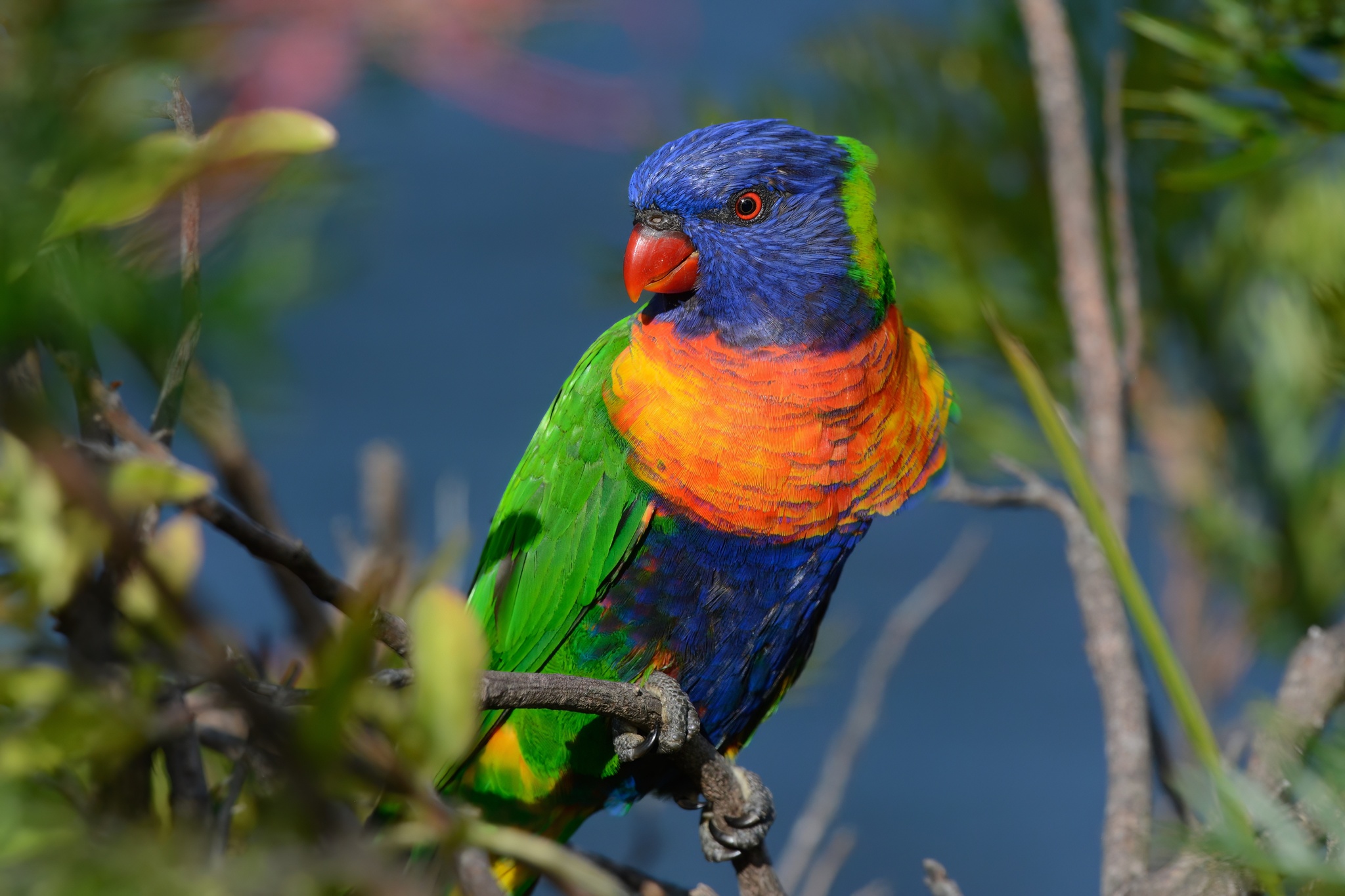 Rainbow Lorikeet illustration