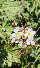 Diplotaxis erucoides