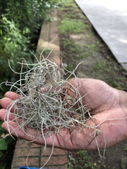 Tillandsia usneoides