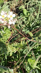 Diplotaxis erucoides