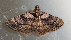 Eucymatoge peplodes
