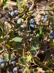 Berberis ruscifolia