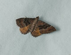 Chrysolarentia bichromata