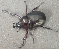 Xylotrupes gideon