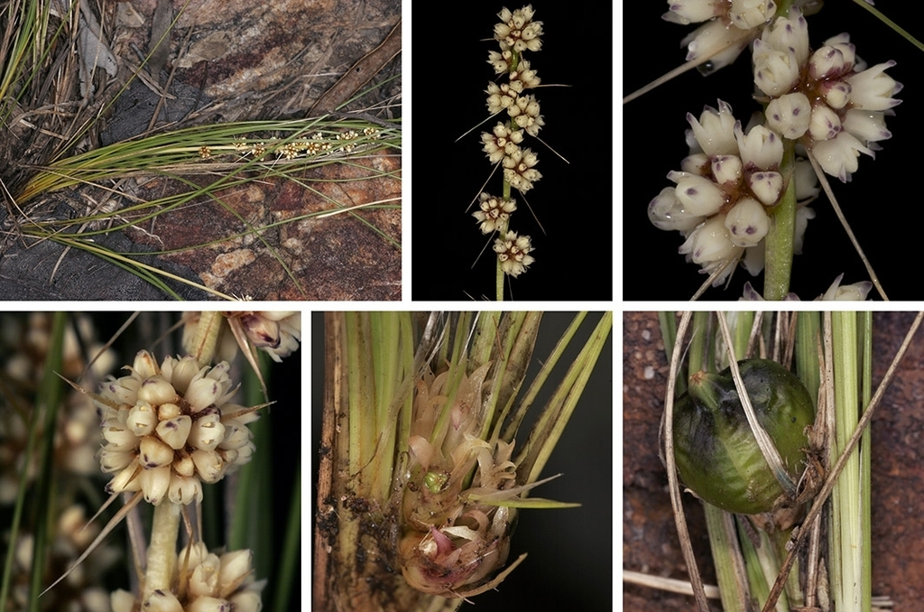 Lomandra acicularis