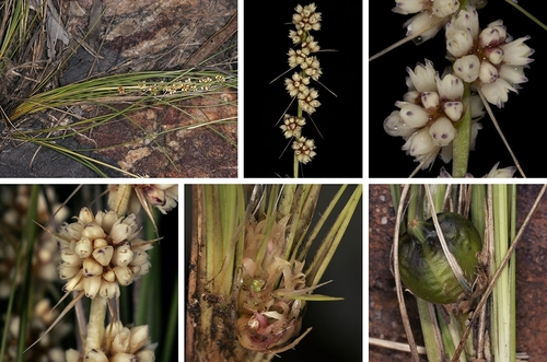 Lomandra acicularis