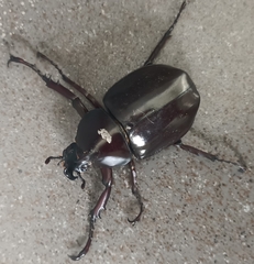 Xylotrupes gideon