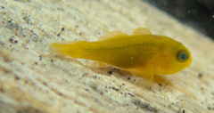 Lubricogobius exiguus