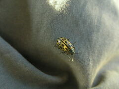 Chrysomela vigintipunctata